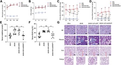 YY1-induced upregulation of LncRNA-ARAP1-AS2 and ARAP1 promotes diabetic kidney fibrosis via aberrant glycolysis associated with EGFR/PKM2/HIF-1α pathway